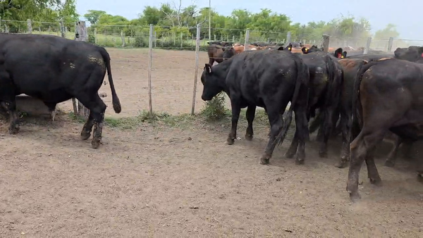 Lote 42 Novillitos en Entre Ríos, Gualeguay
