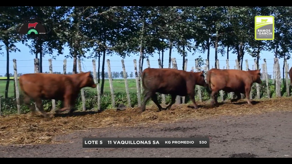 Lote Vaquillonas