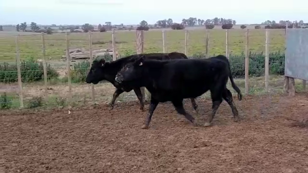 Lote (Vendido)2 Industria 350kg -  en PASO HOSPITAL