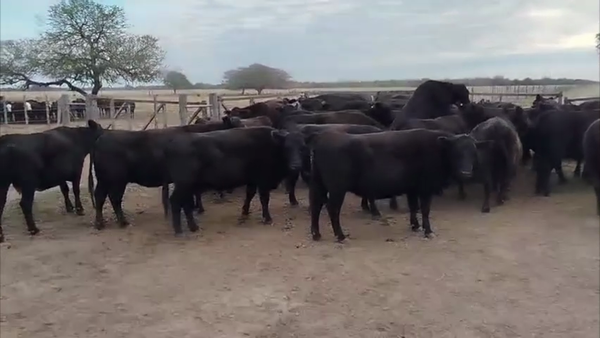 Lote 51 vacas preñadas