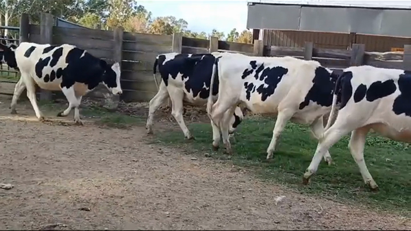 Lote 5 Vaquillonas holando HOLANDO en MAL ABRIGO