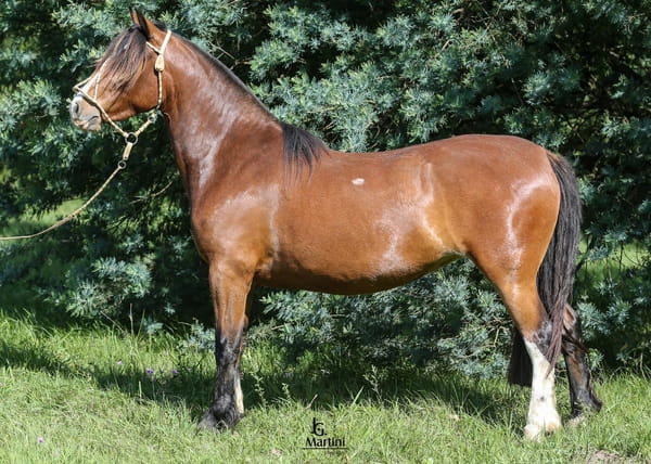 Lote Gaita Caraguatá