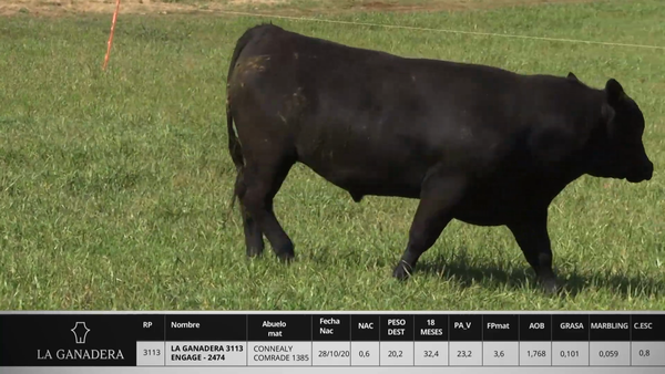 Lote LA GANADERA 3113 ENGAGE - 2474