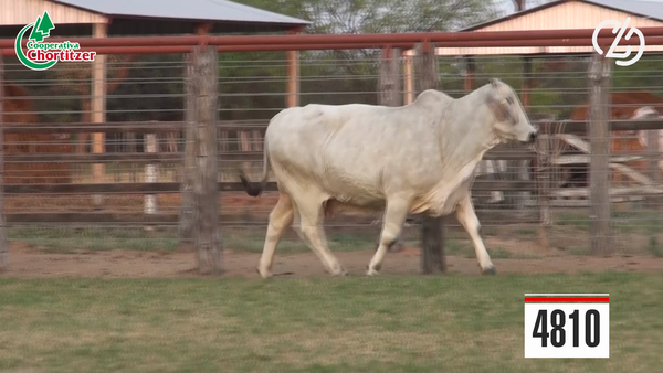 Lote Embriones Brahman
