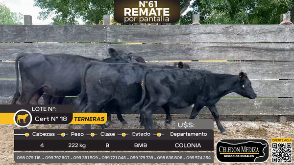 Lote 4 Terneras en Paso Antolín, Colonia