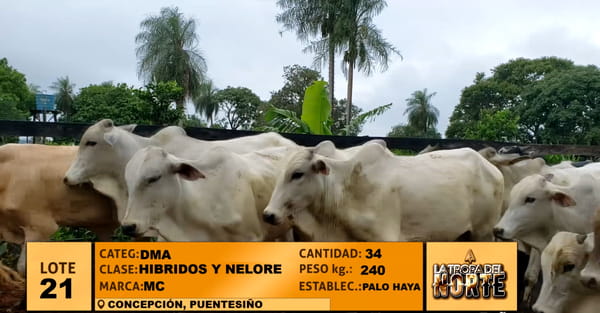 Lote Lote 21