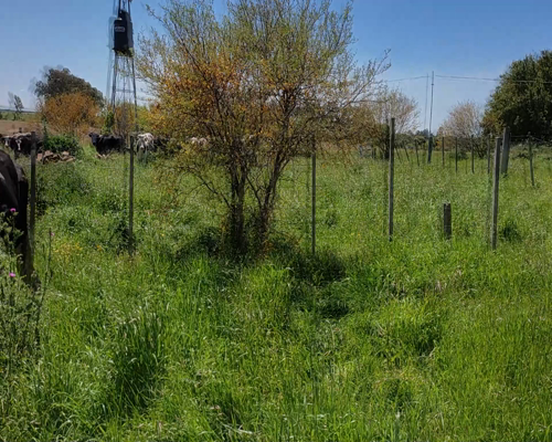 Lote (Vendido)Vacas de Invernada AAX HO 540kg - , Colonia