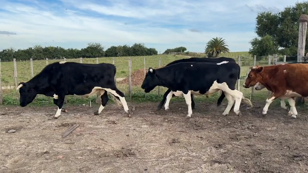 Lote NOVILLOS 2 A 3 AÑOS