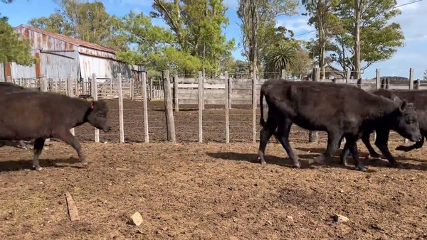 Lote Vacas de Invernada