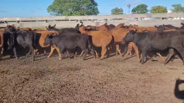 Lote 100 Terneras en Villaguay, Entre Ríos