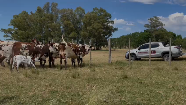 Lote Vaquillonas Preñadas