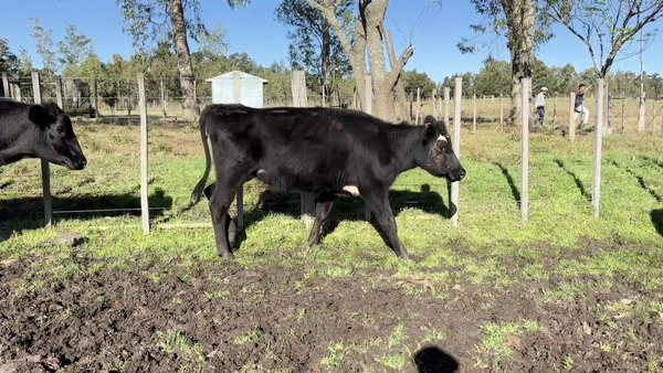 Lote VACAS DE INVERNADA