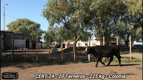 Lote 20 Terneros en Agraciada, Colonia