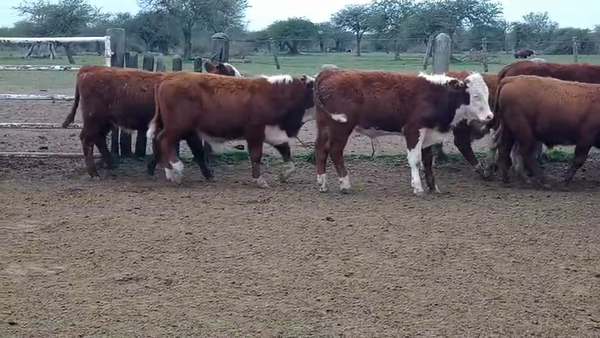 Lote 120 Terneros
