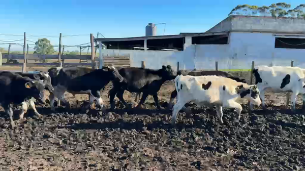 Lote NOVILLOS 1 a 2 AÑOS