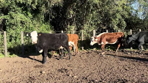  VACAS DE INVERNADA