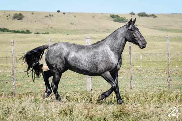 Lote Paijuan Oligarca