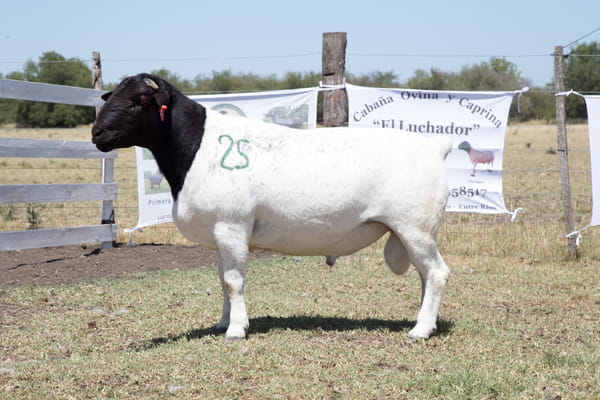 Lote OVINO DORPER MACHO PPC