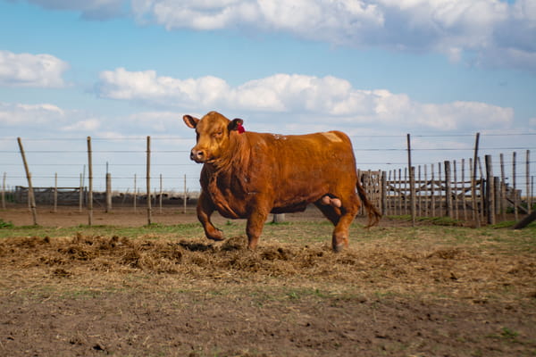 Lote Toros