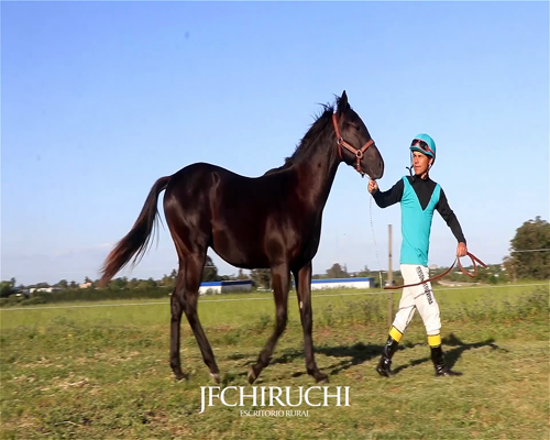 Lote EMPATE TECNICO 36 JF