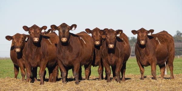 Lote VAQUILLONAS ANGUS PC PARICION PRIMAVERA