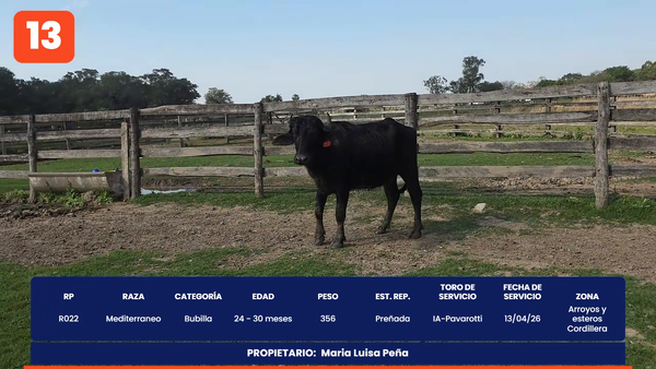 Lote LOTE 13
