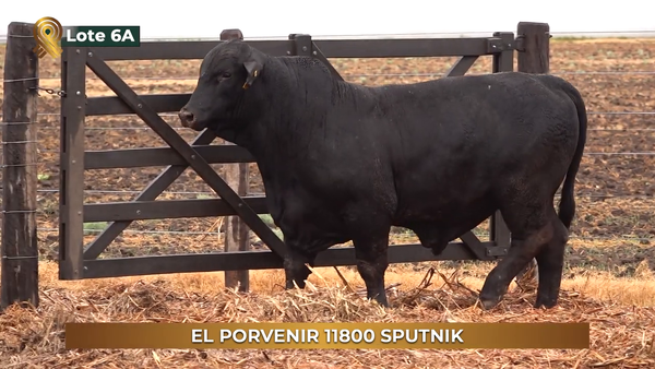 Lote TOROS BRANGUS de El Porvenir