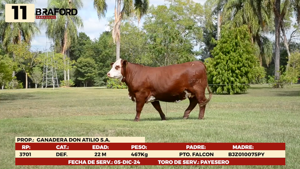 Lote LOTE 11