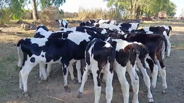 Lote 32 Terneros, San José