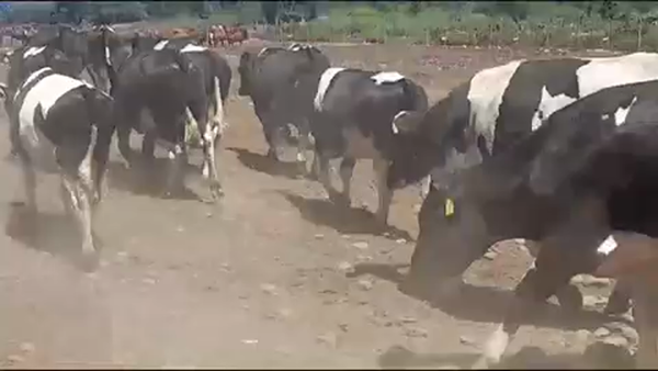 Lote 45 Novillo Gordo en VII  Región Maule, San Clemente