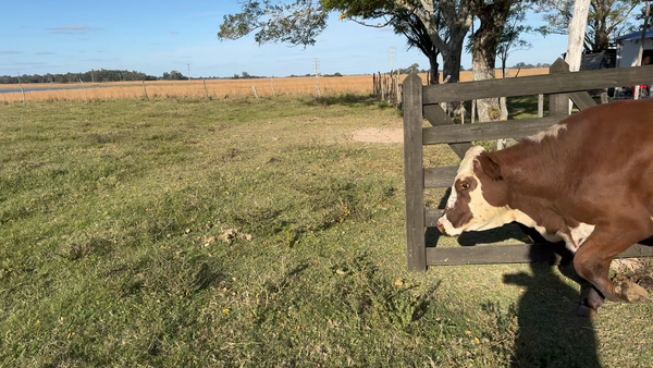 Lote 59 Vacas de invernar