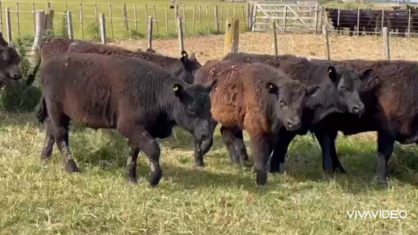 Lote 132 Terneros en Dolores, Buenos Aires