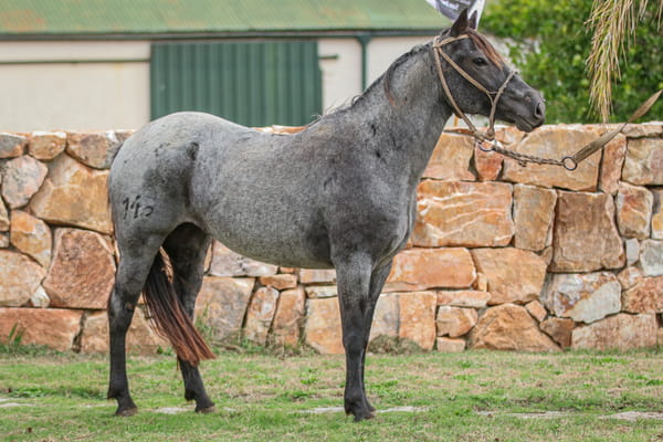 Lote Tapiaguara Numa