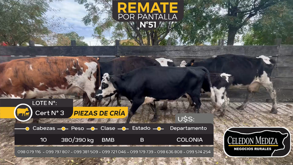 Lote 10 Piezas de cría en Paso Antolín, Colonia