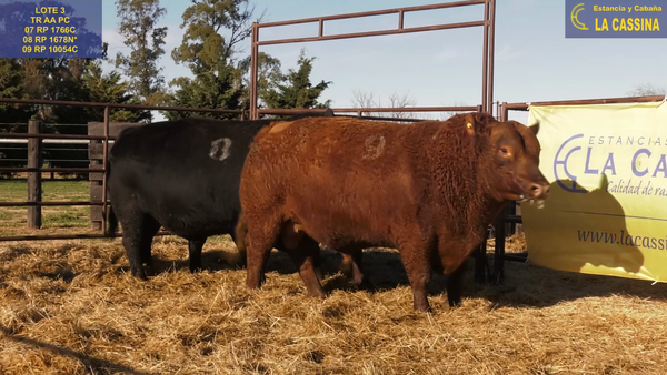 Lote TOROS ANGUS PURO CONTROLADO