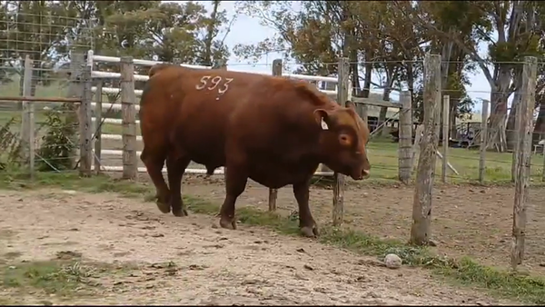 Lote TORO PI - RP 593