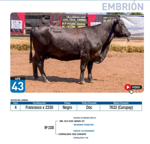 Lote Francesco x 2330