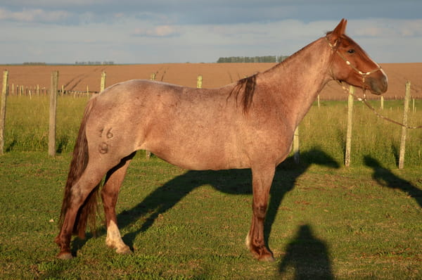 Lote BENZOADA DE ZAMORA 16