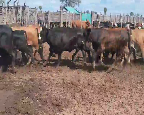 Lote 75 Novillitos en Tintina, Santiago del Estero