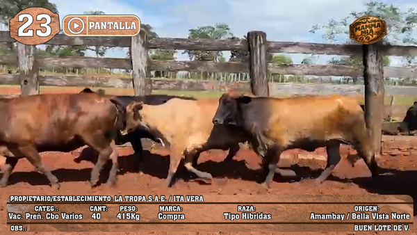 Lote LOTE 23 - POR PANTALLA