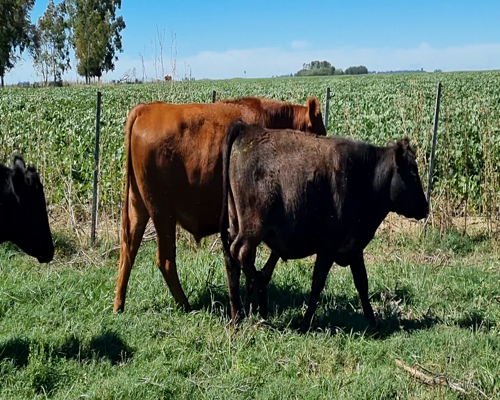 Lote 25 Novillitos en Bolívar, Buenos Aires
