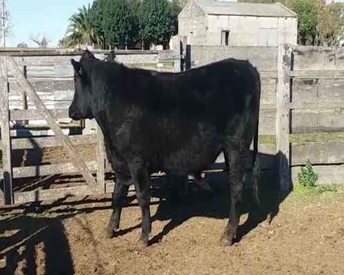 Lote (Vendido)Novillos 660kg -  en AGRACIADA