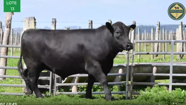 Lote TOROS RP 2731 2781 2809