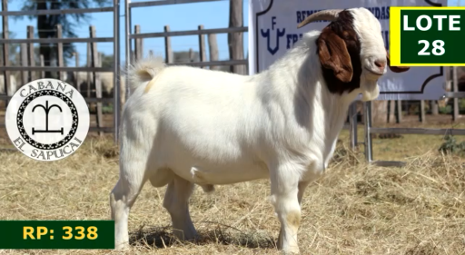Lote CAPRINOS MACHOS 28