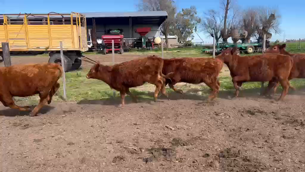 Lote 65 Terneras
