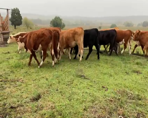 Lote VAQUILLONAS +2 AÑOS