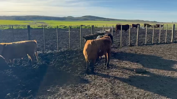 Lote 60 Terneros en Azul