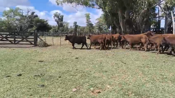 Lote 30 Terneros en Olavarría
