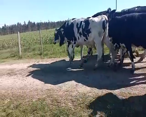 Lote (Vendido)10 Novillos HOLANDO 470kg -  en COSTAS DE MAURICIO