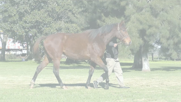 Lote ACCIONADA COSMICA (COSMIC TRIGGER -  ACCIONADORA)